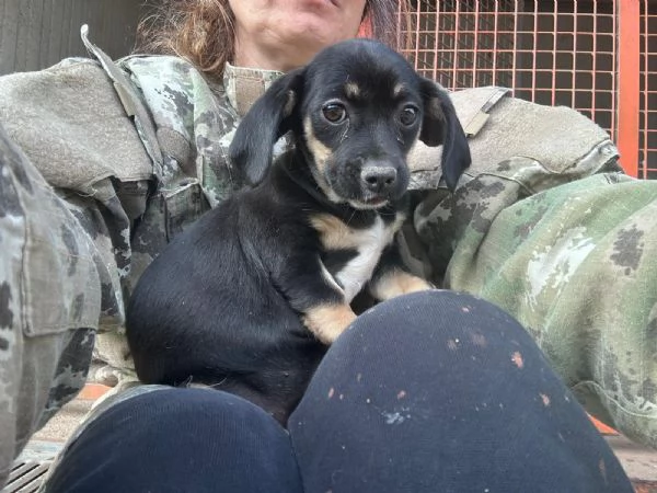 IRIS  cucciola di 4 mesi  taglia piccola