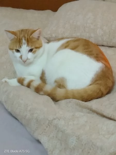 ARTU  gattino di 10 mesi | Foto 2