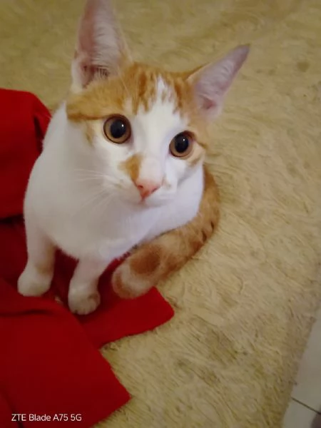 ARTU  gattino di 10 mesi