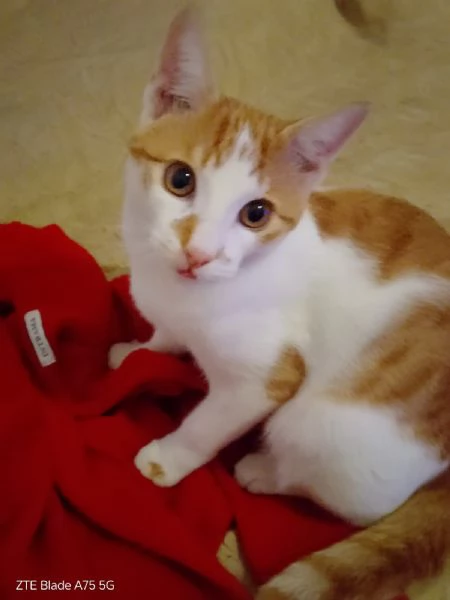 ARTU  gattino di 10 mesi | Foto 0