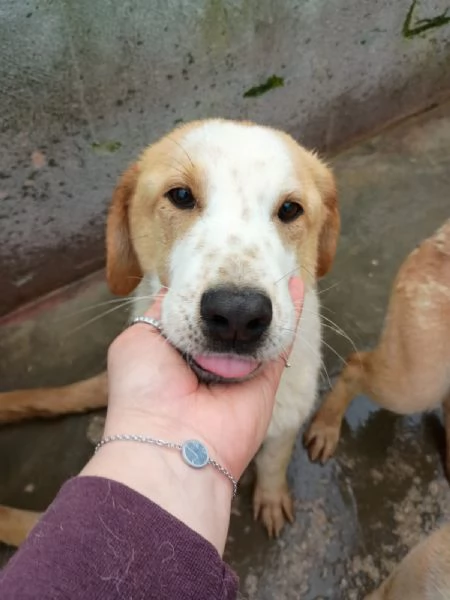 CAPPUCCINO  cucciolo di 11 mesi  taglia media