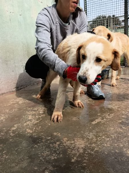 CAPPUCCINO  cucciolo di 11 mesi  taglia media | Foto 2