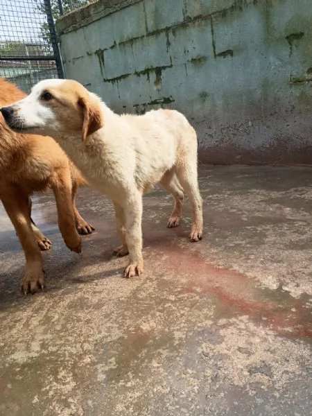 CAPPUCCINO  cucciolo di 11 mesi  taglia media | Foto 1