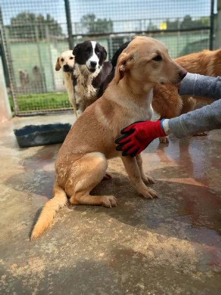 BIONDA  cucciola di 11 mesi  taglia media | Foto 0