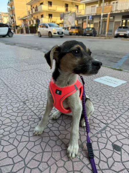 SOPHIE  cucciola di 5 mesi  taglia media | Foto 4