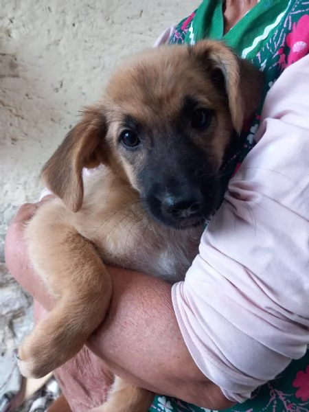 MAGO  cucciola di 3 mesi  taglia media