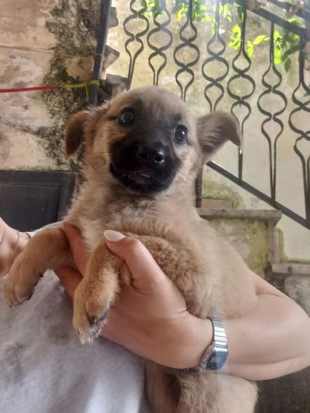MAGO  cucciola di 3 mesi  taglia media | Foto 1