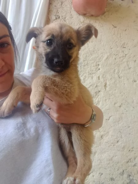 MAGO  cucciola di 3 mesi  taglia media | Foto 0