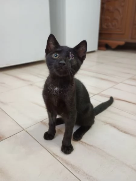 JACK SPARROW  gattino di 2 mesi 