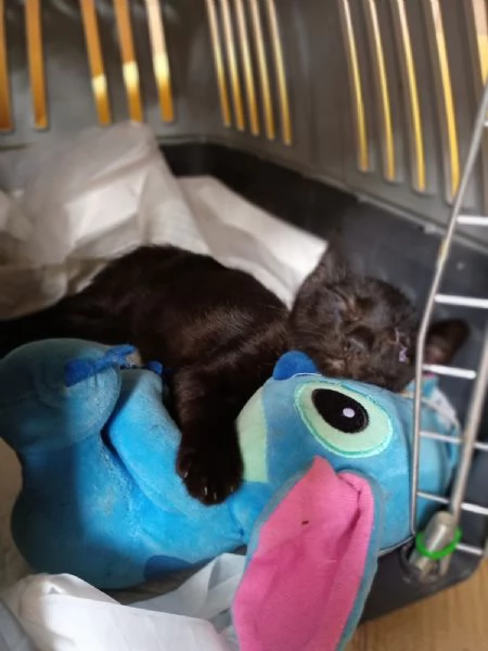 JACK SPARROW  gattino di 2 mesi  | Foto 5