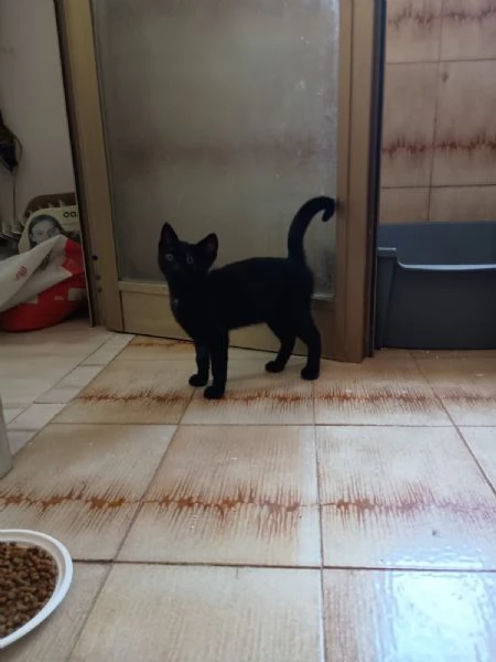 JACK SPARROW  gattino di 2 mesi  | Foto 4