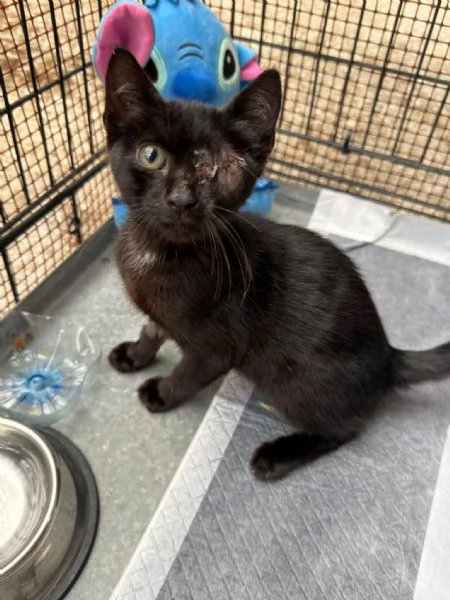 JACK SPARROW  gattino di 2 mesi  | Foto 3