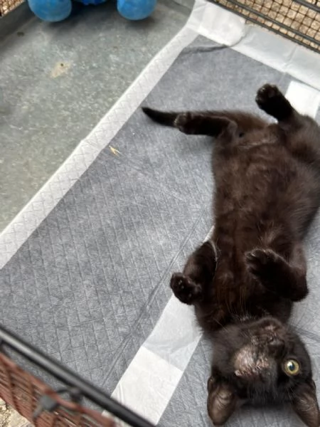 JACK SPARROW  gattino di 2 mesi  | Foto 1
