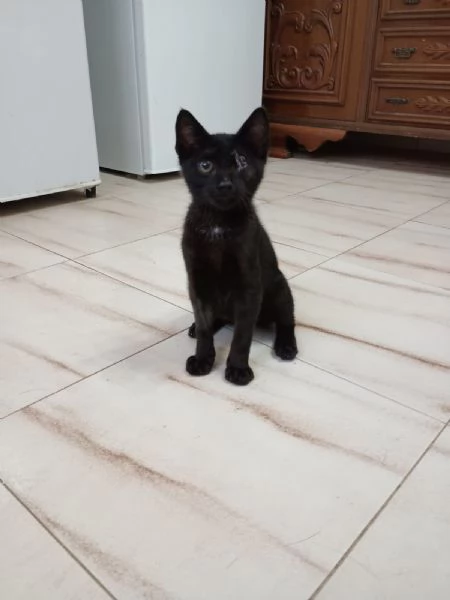 JACK SPARROW  gattino di 2 mesi  | Foto 0