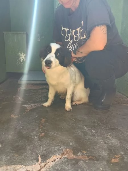 MAGDA  cagnolina di 3 anni per 8 kg