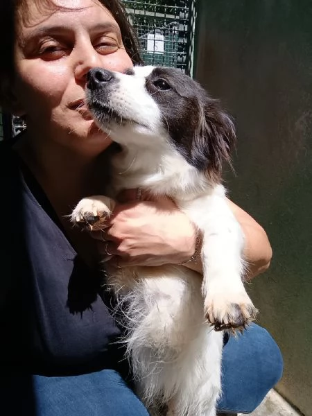 MAGDA  cagnolina di 3 anni per 8 kg | Foto 4