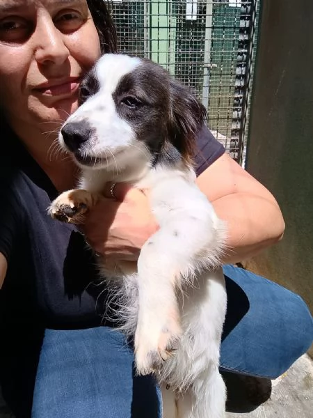 MAGDA  cagnolina di 3 anni per 8 kg | Foto 3