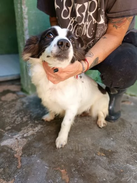 MAGDA  cagnolina di 3 anni per 8 kg | Foto 2