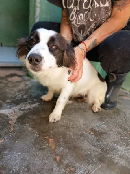 MAGDA  cagnolina di 3 anni per 8 kg | Foto 1