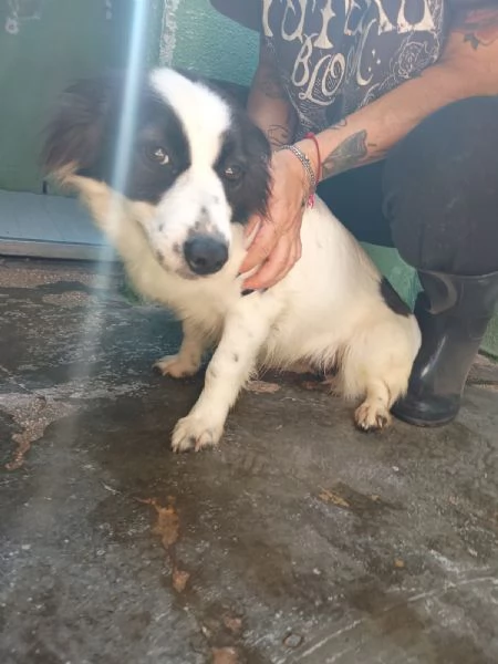 MAGDA  cagnolina di 3 anni per 8 kg | Foto 0