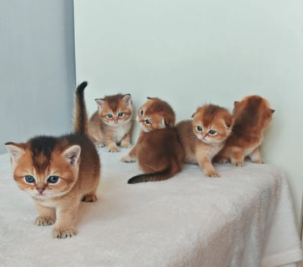 Scottish fold e Straight  | Foto 0