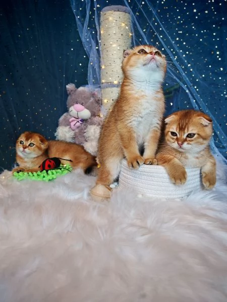 Gattini Scottish Allevamento Oasi delle Meraviglie  | Foto 3