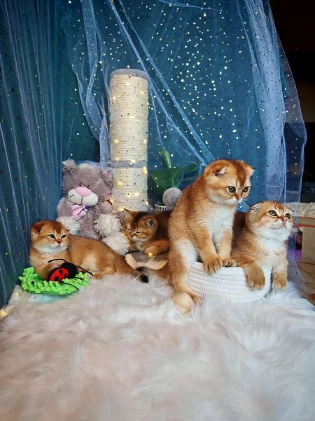 Gattini Scottish Allevamento Oasi delle Meraviglie  | Foto 2
