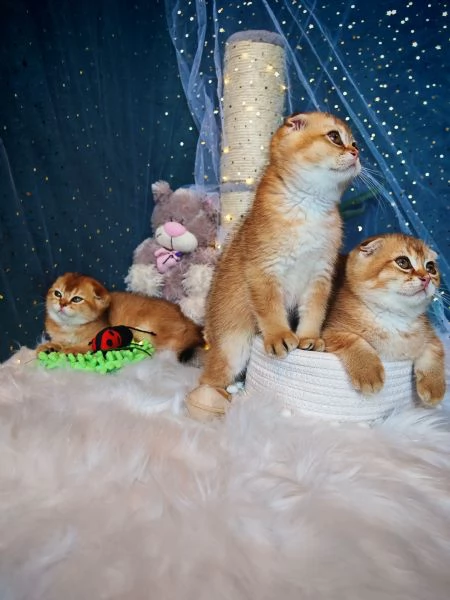 Gattini Scottish Allevamento Oasi delle Meraviglie  | Foto 1