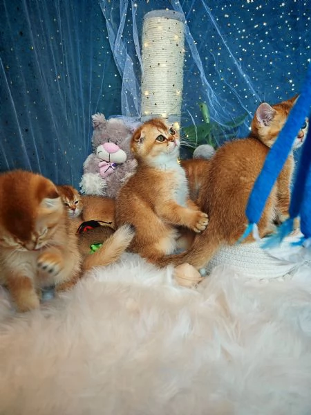 Gattini Scottish Allevamento Oasi delle Meraviglie  | Foto 0