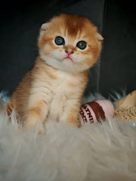 Scottish Fold | Foto 0