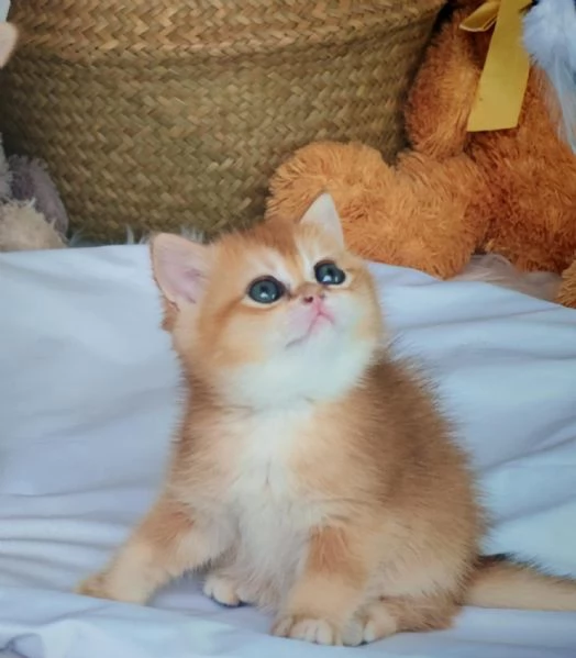 Gattini Scottish rossicci | Foto 4