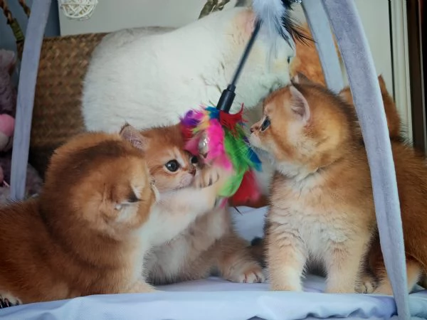 Cuccioli scottish | Foto 4