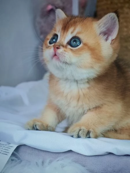 Cuccioli scottish | Foto 3