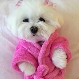 Cuccioli di maltese toy 