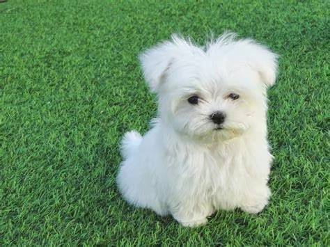 Cuccioli di maltese toy 