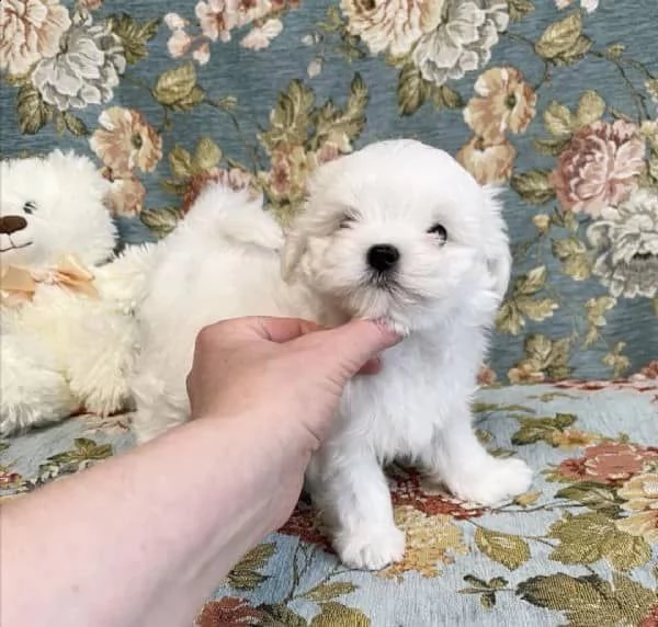 Cuccioli di maltese toy 