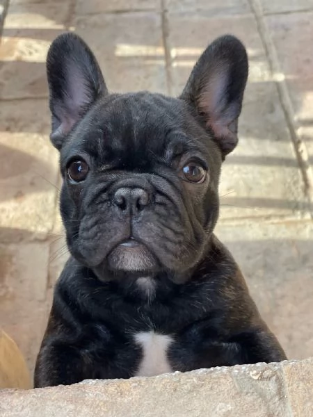 Bulldog francese cuccioli in vendita