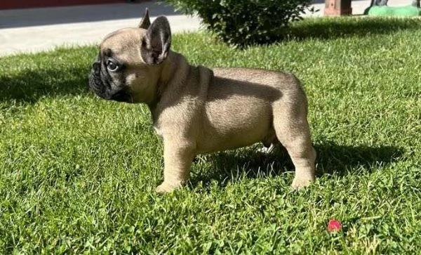 Bulldog francese cuccioli in vendita | Foto 6