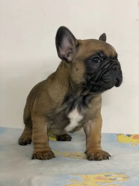 Bulldog francese cuccioli in vendita | Foto 5