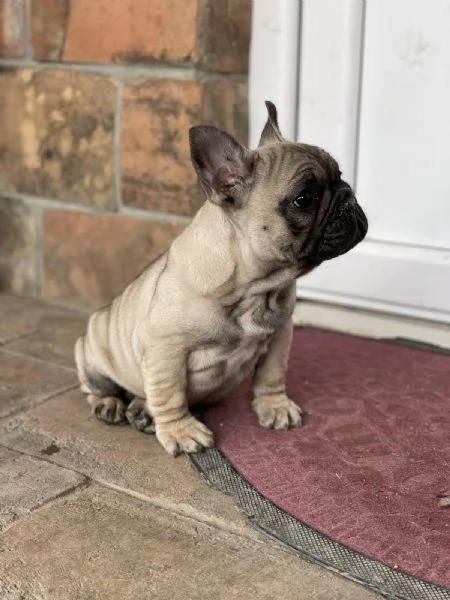 Bulldog francese cuccioli in vendita | Foto 4