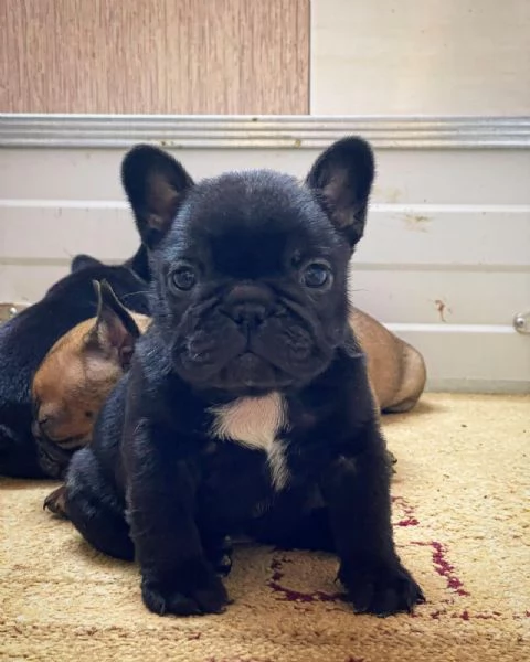 Bulldog francese cuccioli in vendita | Foto 3