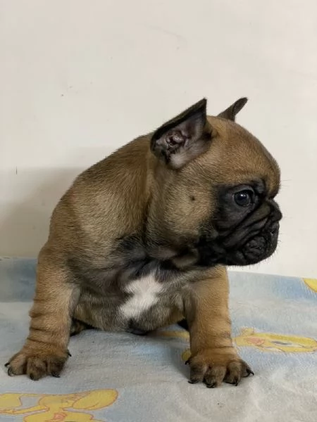 Bulldog francese cuccioli in vendita | Foto 1