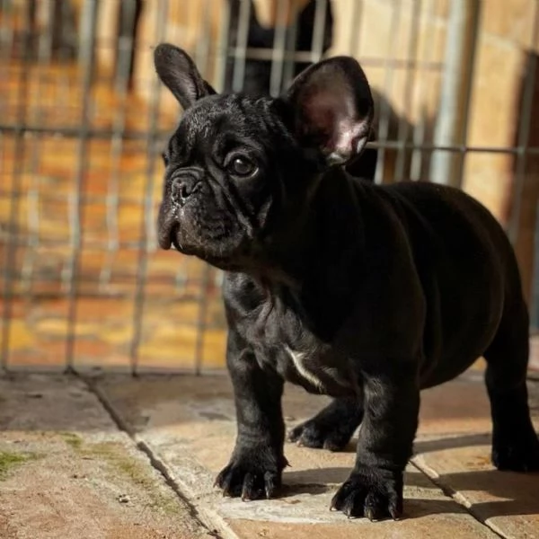 Bulldog francese cuccioli in vendita | Foto 0