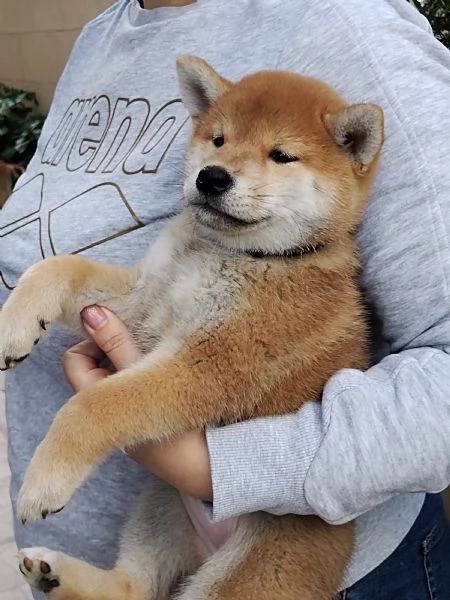 Cuccioli di shiba inu con pedigree disponibili | Foto 6