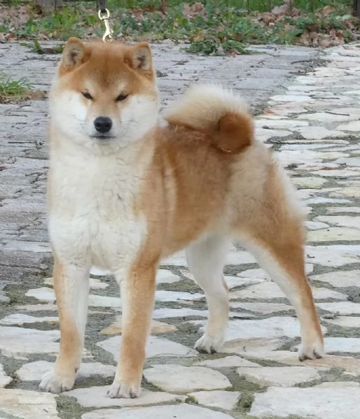 Cuccioli di shiba inu con pedigree disponibili | Foto 5