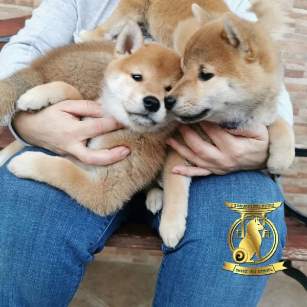 Cuccioli di shiba inu con pedigree disponibili | Foto 4