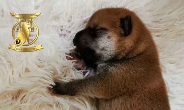 Cuccioli di shiba inu con pedigree disponibili