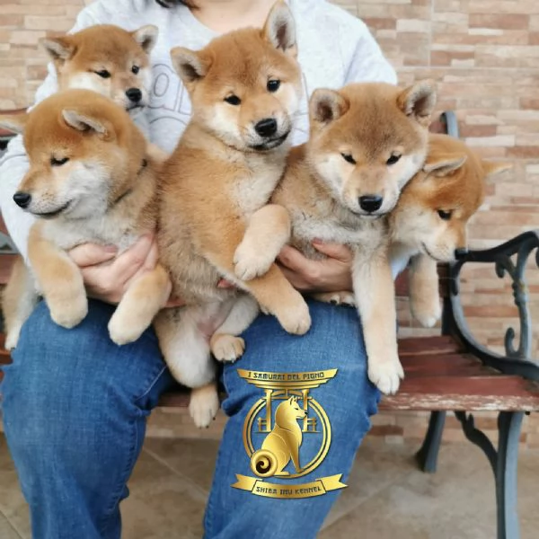 Cuccioli di shiba inu con pedigree disponibili