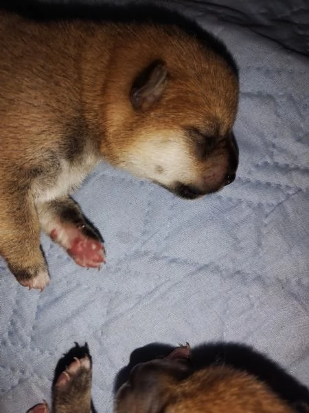 Cuccioli di shiba inu con pedigree disponibili | Foto 2