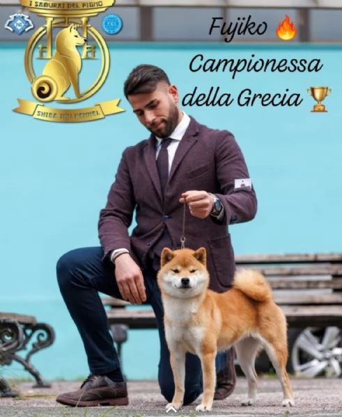 Cuccioli di shiba inu con pedigree disponibili | Foto 0